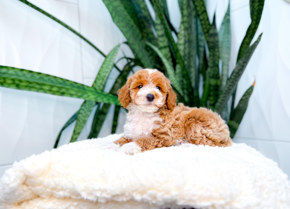 Poodle Pup Being Cute