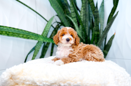 Poodle Pup Being Cute