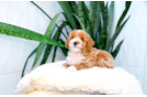 Poodle Puppy for Adoption