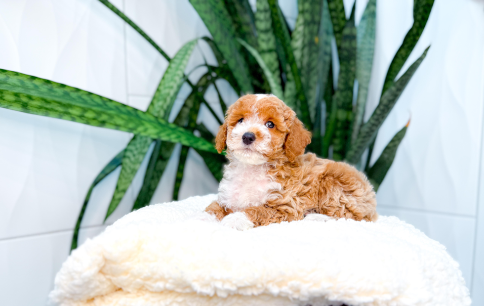 Poodle Puppy for Adoption