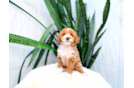 Cute Poodle Purebred Pup