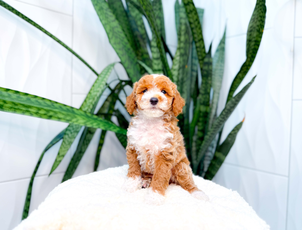 Cute Poodle Purebred Pup