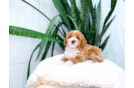 Cute Poodle Purebred Pup