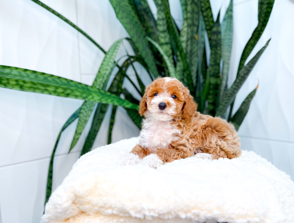 Cute Poodle Purebred Pup