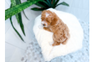 Cute Poodle Baby