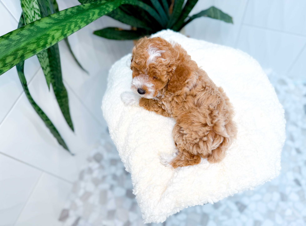 Cute Poodle Baby