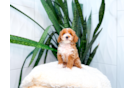 Poodle Pup Being Cute