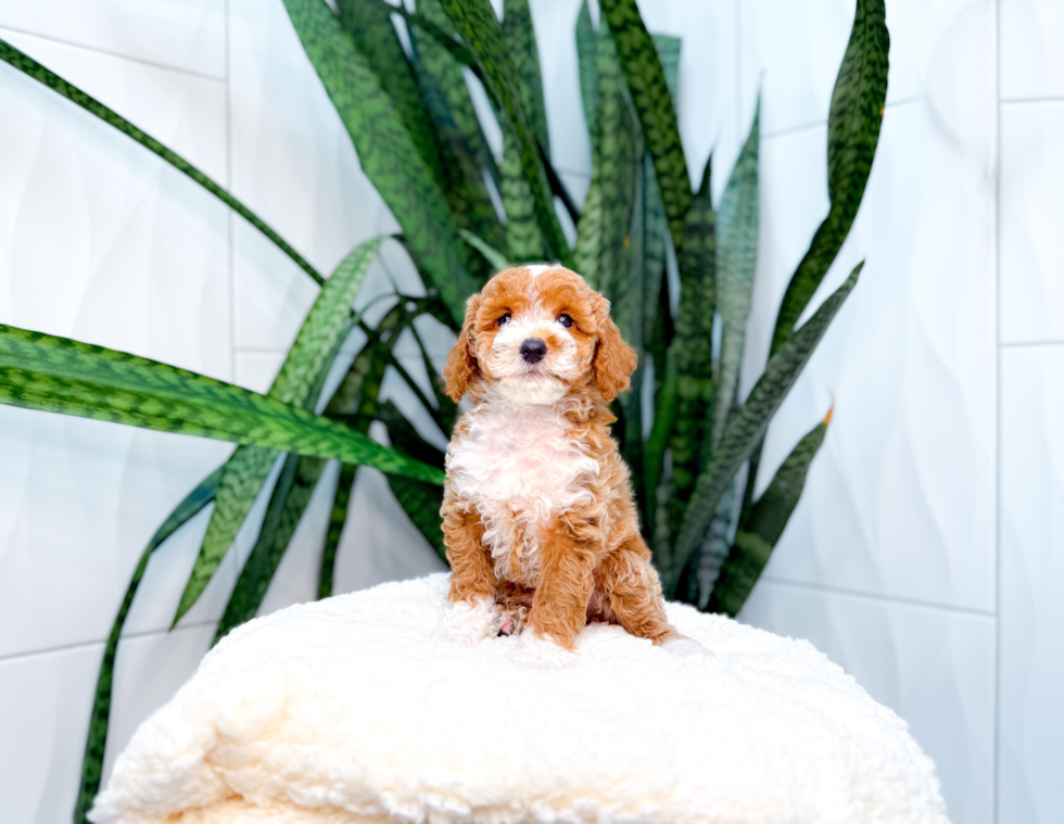 Poodle Pup Being Cute