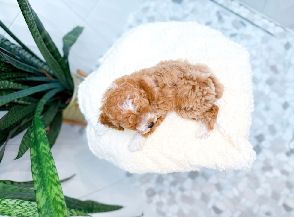 Poodle Puppy for Adoption