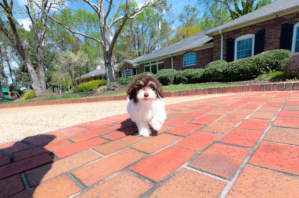 12 week old Poodle Puppy For Sale - Simply Southern Pups
