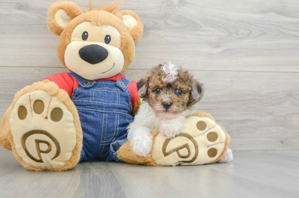 6 week old Poodle Puppy For Sale - Simply Southern Pups