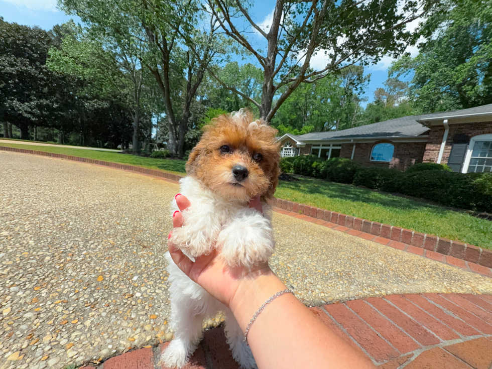 Poodle Puppy for Adoption