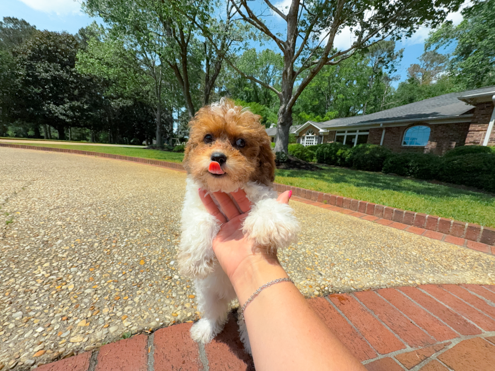 Cute Poodle Baby