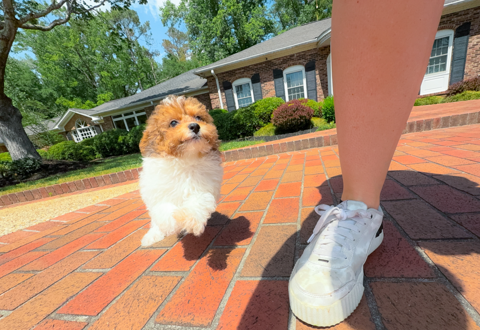 Cute Poodle Purebred Pup