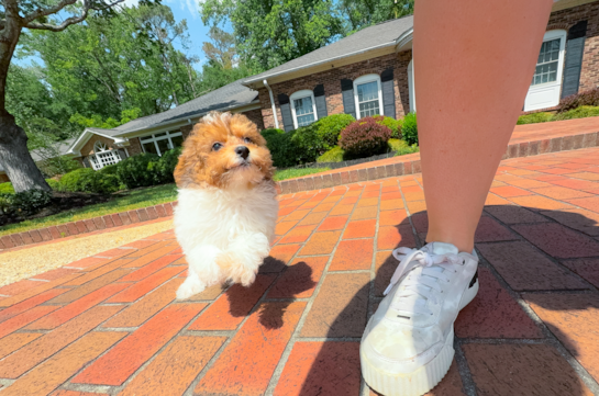 Cute Poodle Purebred Pup