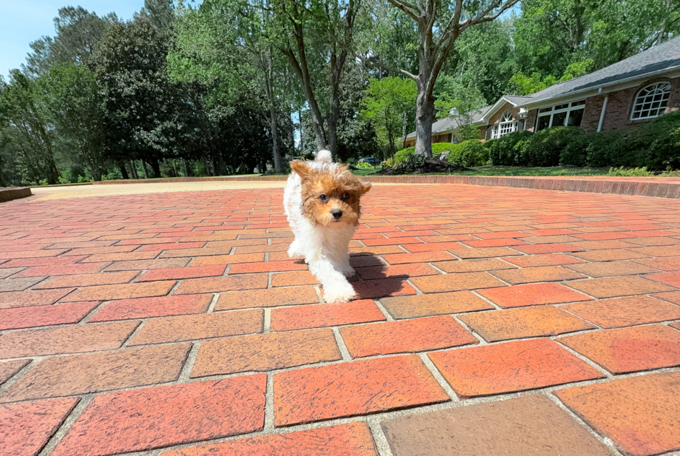 Cute Poodle Purebred Pup