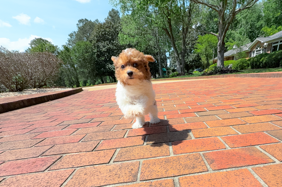 Poodle Pup Being Cute