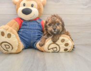 8 week old Poodle Puppy For Sale - Simply Southern Pups