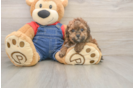 Adorable Pooodle Purebred Puppy
