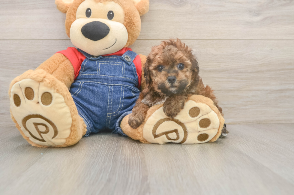 5 week old Poodle Puppy For Sale - Simply Southern Pups