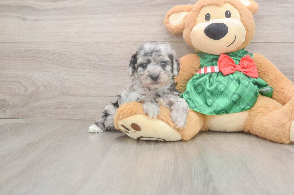 5 week old Poodle Puppy For Sale - Simply Southern Pups