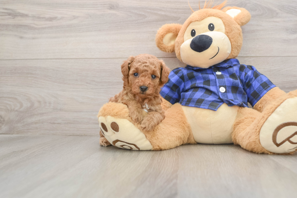 Cute Pudle Purebred Puppy