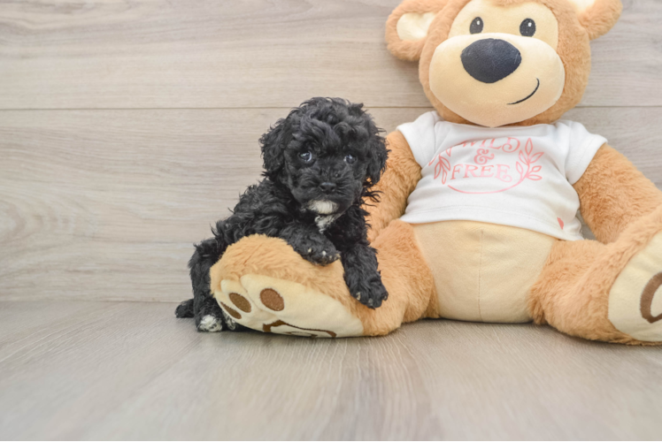Poodle Puppy for Adoption