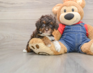 9 week old Poodle Puppy For Sale - Simply Southern Pups
