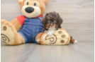 Small Poodle Purebred Pup