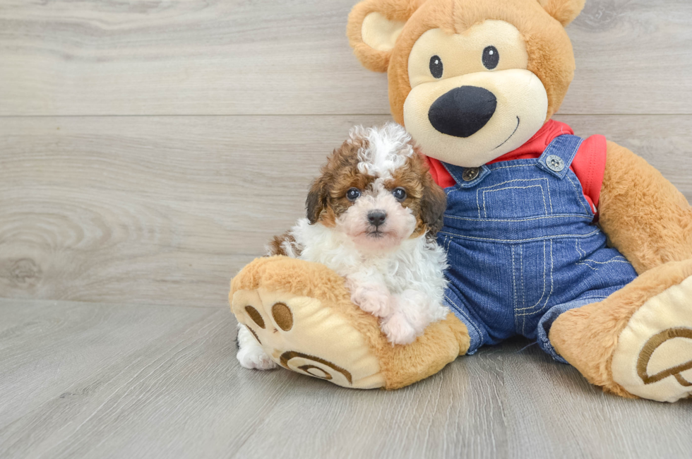 5 week old Poodle Puppy For Sale - Simply Southern Pups