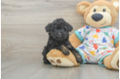 Poodle Pup Being Cute