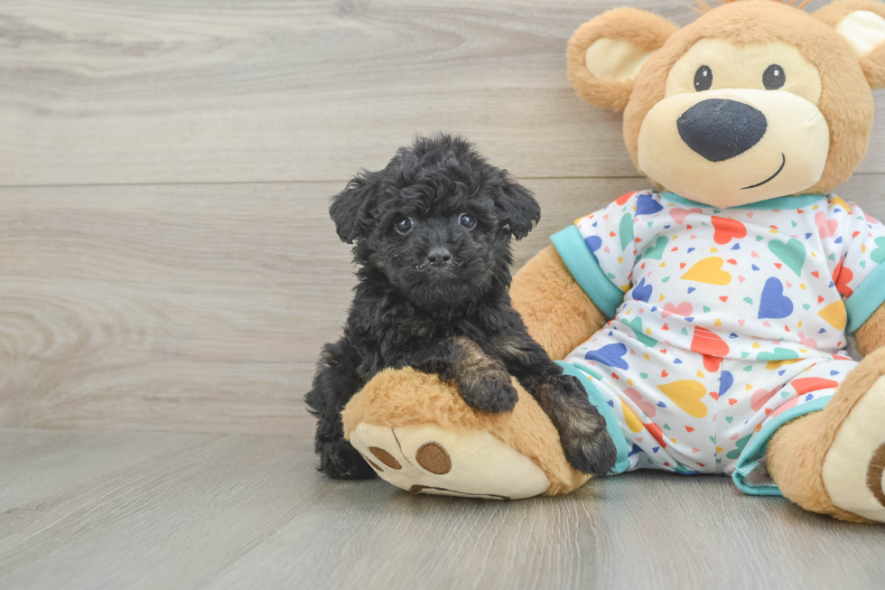 Poodle Pup Being Cute