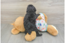 Adorable Pooodle Purebred Puppy