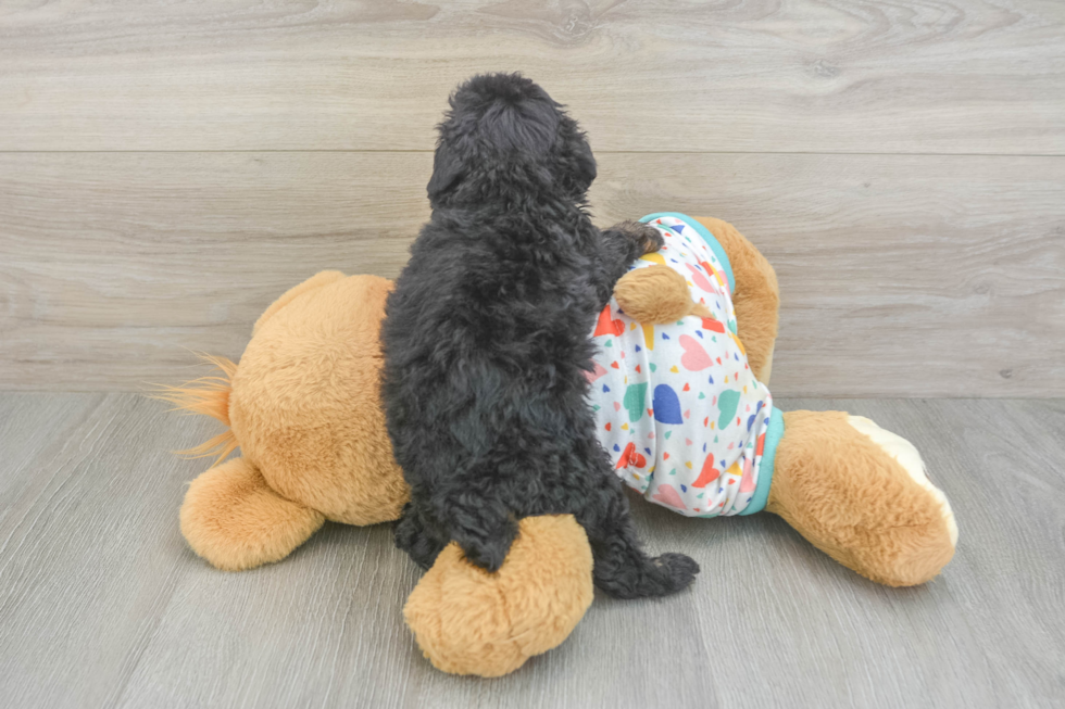 Adorable Pooodle Purebred Puppy