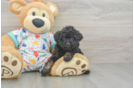 Best Poodle Baby