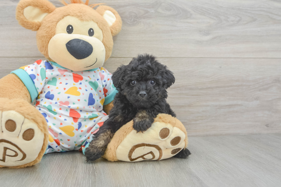 Best Poodle Baby