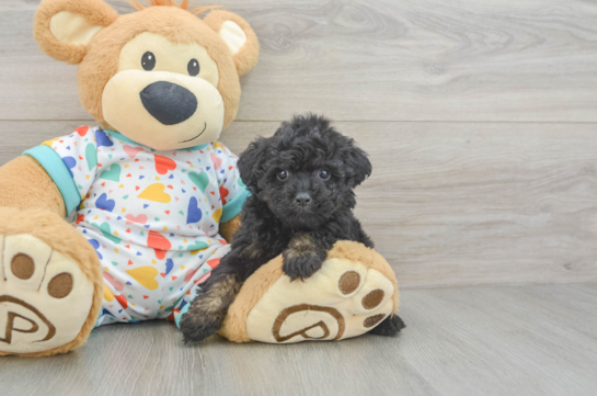 Best Poodle Baby