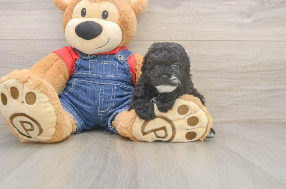 5 week old Poodle Puppy For Sale - Simply Southern Pups