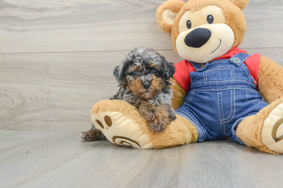 6 week old Poodle Puppy For Sale - Simply Southern Pups