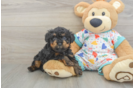 Poodle Pup Being Cute