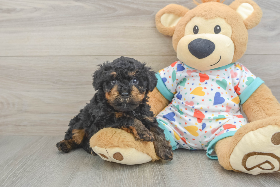 Poodle Pup Being Cute