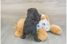 Playful Poodle Purebred Pup