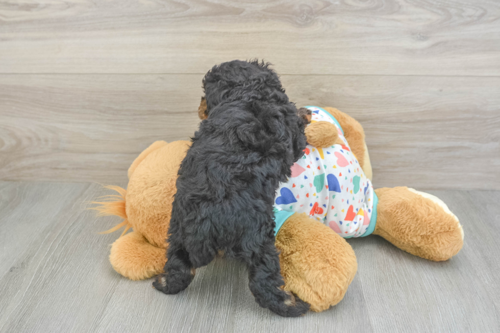 Playful Poodle Purebred Pup