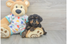 Little Poodle Baby