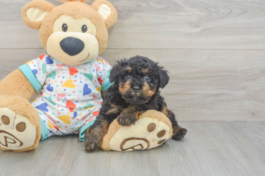 Little Poodle Baby