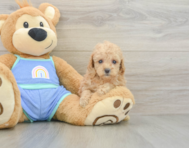 7 week old Poodle Puppy For Sale - Simply Southern Pups