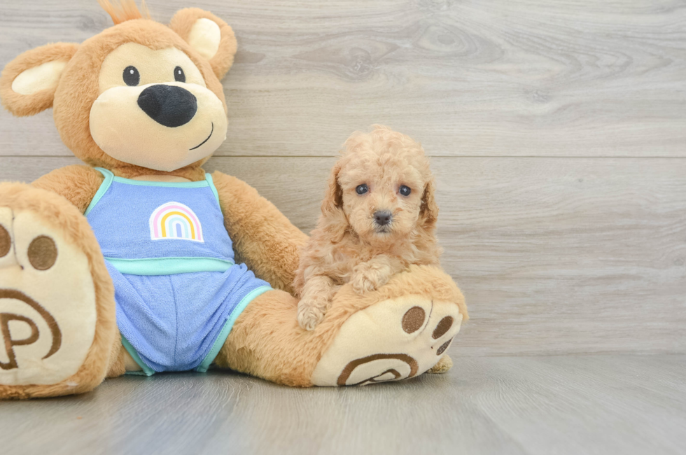 5 week old Poodle Puppy For Sale - Simply Southern Pups