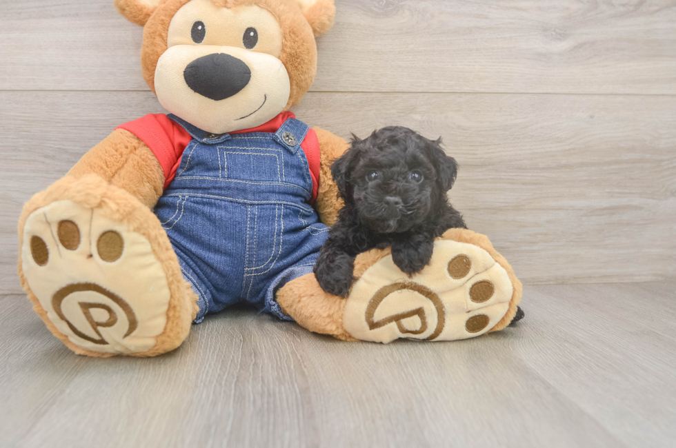 5 week old Poodle Puppy For Sale - Simply Southern Pups