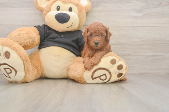 5 week old Poodle Puppy For Sale - Simply Southern Pups Poodle Puppy for Adoption