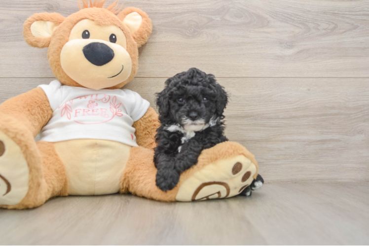 Poodle Puppy for Adoption